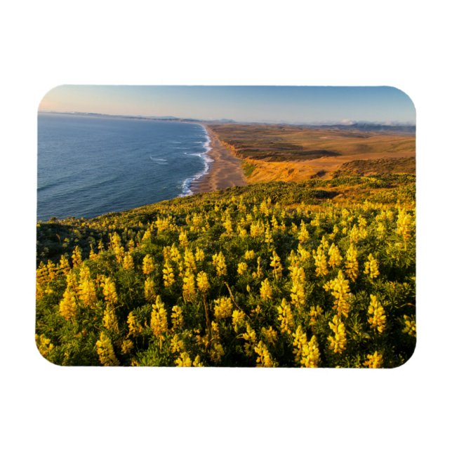 Imán Point Reyes National Seashore California (Horizontal)