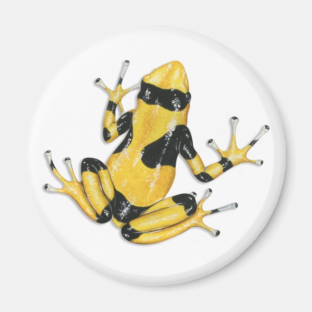 Imán Poison Dart Frog Magnet (Frente)
