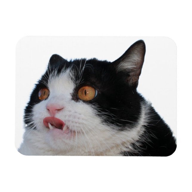 Imán Pokey Magnet (Horizontal)