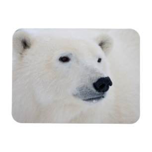 Imán Polar Bear Churchill