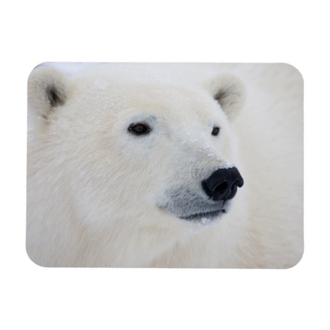 Imán Polar Bear Churchill (Horizontal)