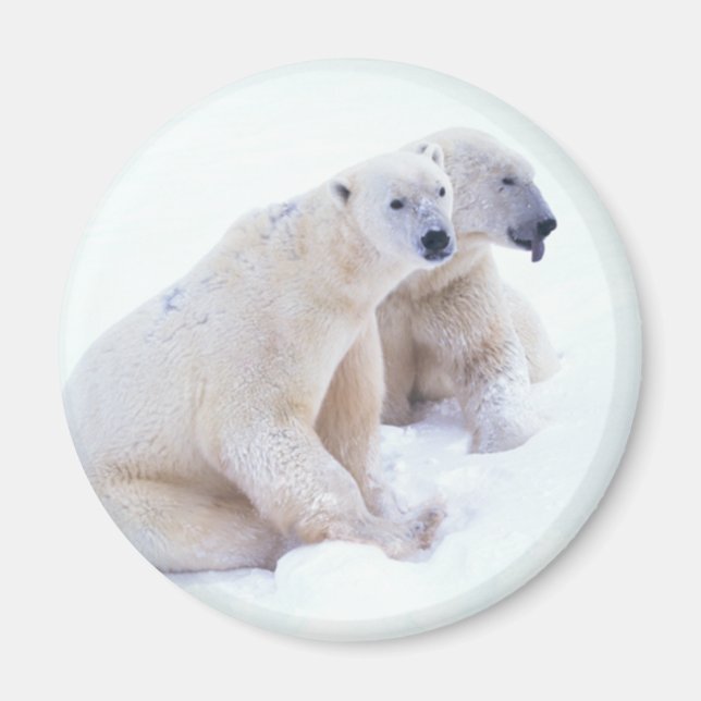 Imán Polar Bear Duo (Frente)