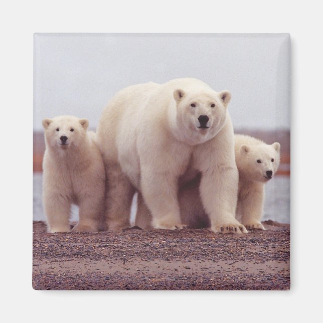 Imán Polar Bear Family (Frente)