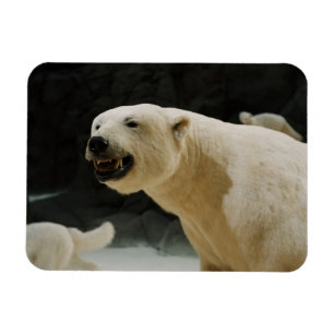 Imán Polar Bear Grin