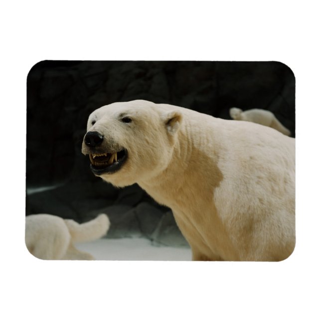 Imán Polar Bear Grin (Horizontal)