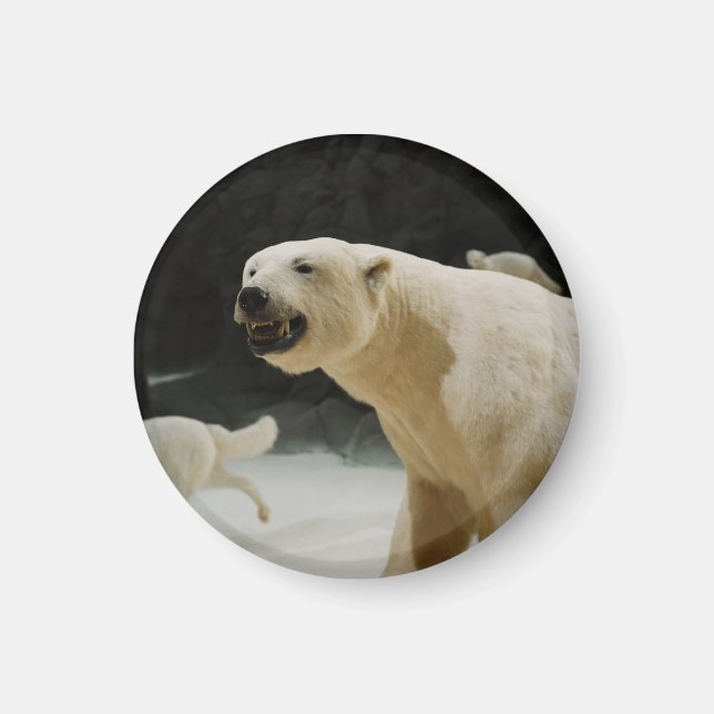 Imán Polar Bear Grin (Frente)