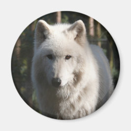 Imán Polar Wolf