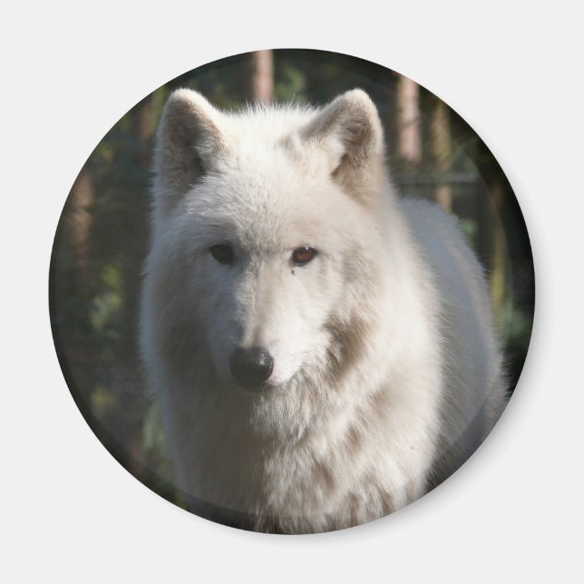 Imán Polar Wolf (Frente)