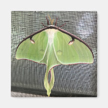 Polilla Lunar