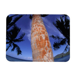 Imán Polinesia Francesa, Bora Bora, Palmeras