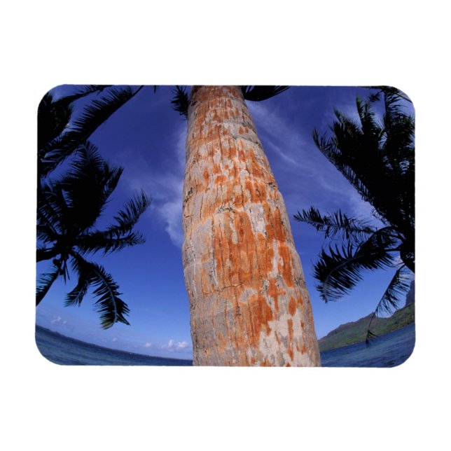 Imán Polinesia Francesa, Bora Bora, Palmeras (Horizontal)