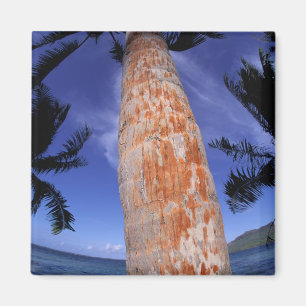 Imán Polinesia Francesa, Bora Bora, Palmeras