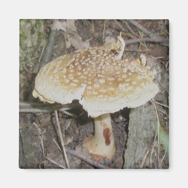 Imán Polka Dot Mushroom Magnet (Frente)