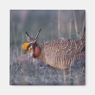 Imán Pollito de pradera menor, Tympanuchus