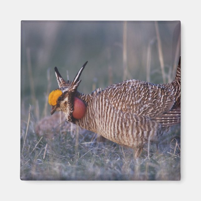 Imán Pollito de pradera menor, Tympanuchus (Frente)