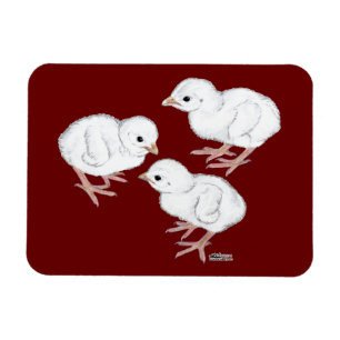 Imán Pollitos de Guinea blancos