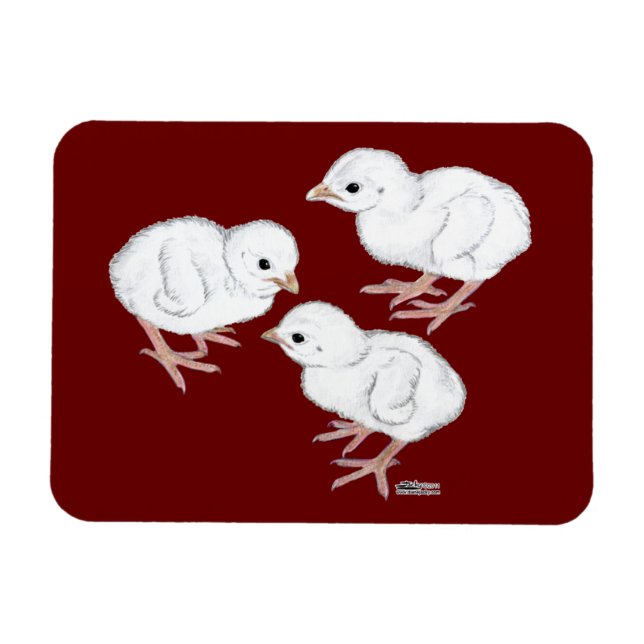 Imán Pollitos de Guinea blancos (Horizontal)