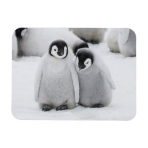 Imán Pollitos de Pingüino Emperador en Hielo en Antárti