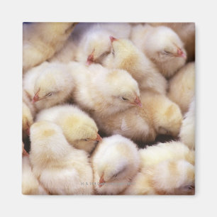 Imán pollitos, pollos