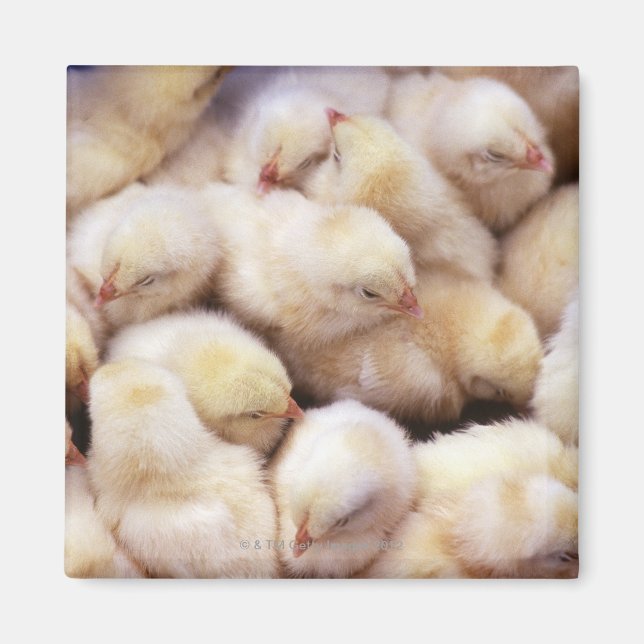 Imán pollitos, pollos (Frente)