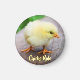 Imán Pollitos regla Cute Bebé Chicken Lover Magnet