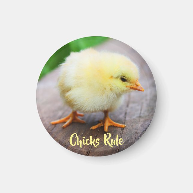 Imán Pollitos regla Cute Bebé Chicken Lover Magnet (Frente)
