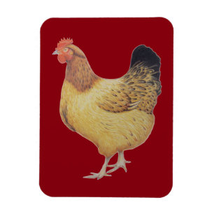 Imán Pollo 2012