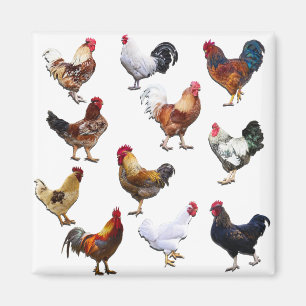 Imán Pollo de color de gallo