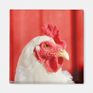 Imán Pollo de granja