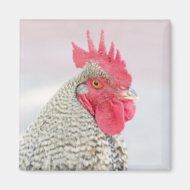 Imán Pollo de la roca de la plymouth (Frente)