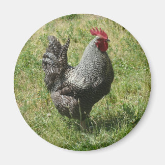 Imán Pollo de la roca de Plymouth
