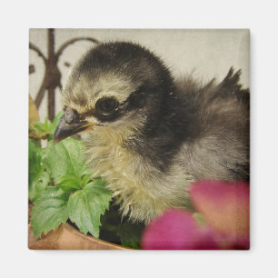 Imán Pollo de rompecabezas en las flores