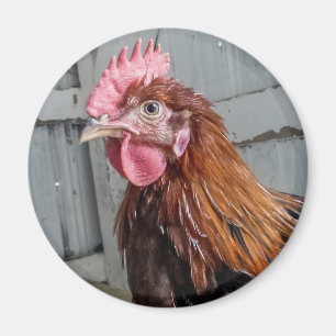 Imán Pollo joven del gallo de Welsummer