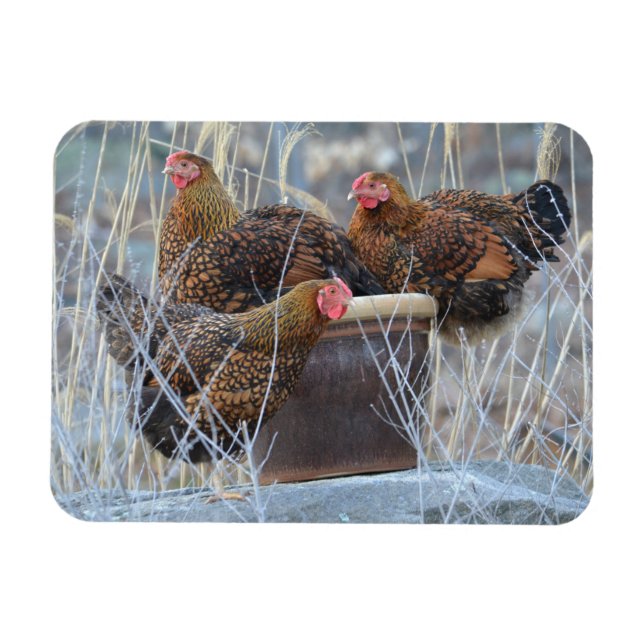 Imán Pollo "Los Chicas" (Horizontal)