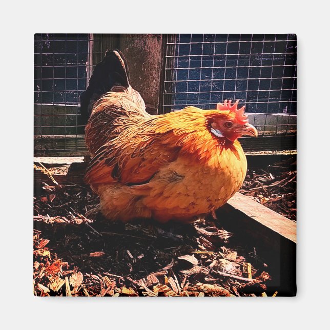 Imán pollo naranja (Frente)