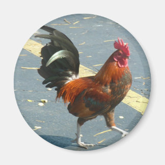Imán Pollo Occidental clave