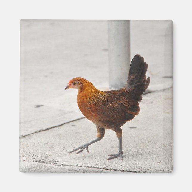 Imán Pollo Oeste Clave En La Acera Del Magnet De Florid (Frente)