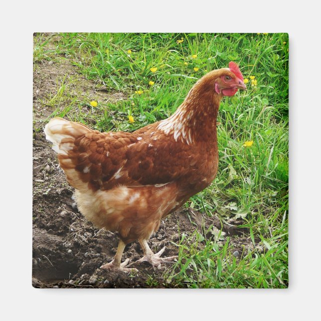 Imán Pollo Rojo Pequeño - Capa de huevo de rango libre (Frente)