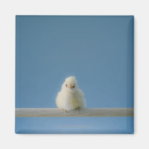 Imán Pollo solitario del mascota del bebé que se sient