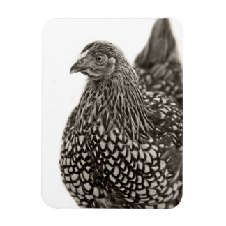 Imán Pollo Wyandotte