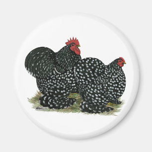 Imán Pollos con motor Cochin