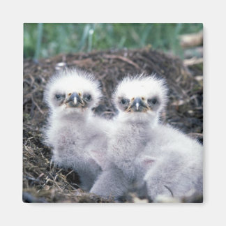 Imán Pollos de águila calva