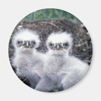 Imán Pollos de águila calva