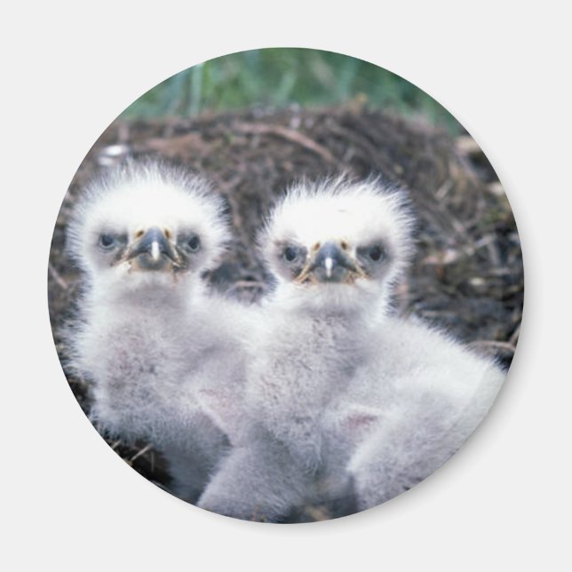 Imán Pollos de águila calva (Frente)