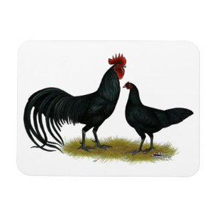 Imán Pollos de cultivo Tomaru Long