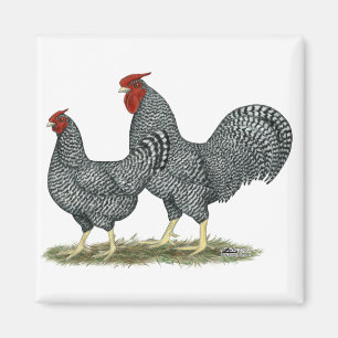 Imán Pollos de Dominique