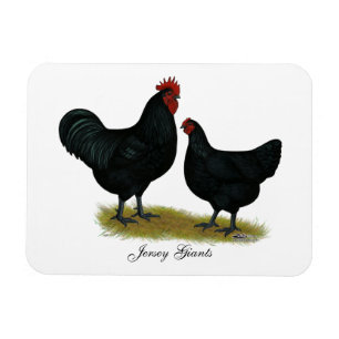 Imán Pollos de Jersey Giant