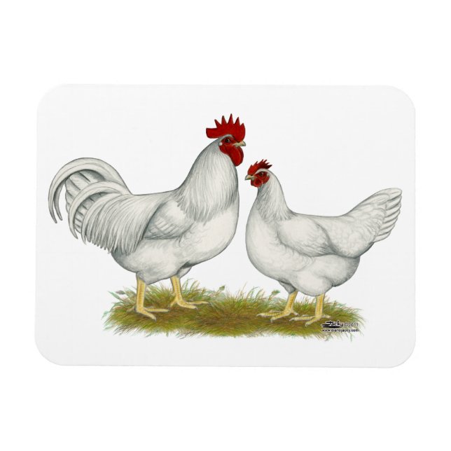 Imán Pollos de Lamona (Horizontal)