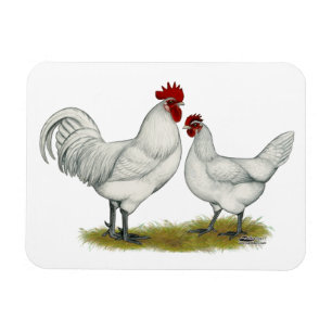 Imán Pollos de pie azul