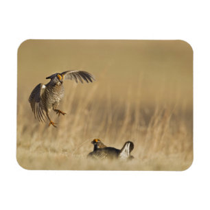 Imán Pollos de pradera macho al menos en el condado de